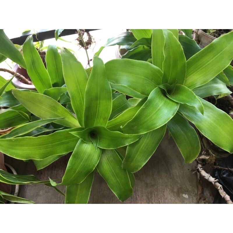 Combo 5 cây lược vàng