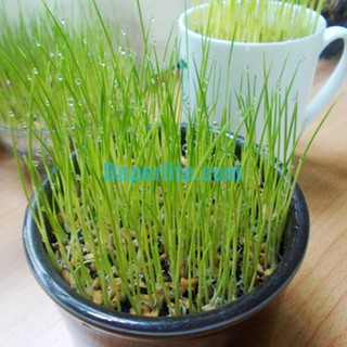 500 gr Mầm Lúa Mạch