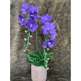 Chậu hoa Lan Vanda đất sét size trung