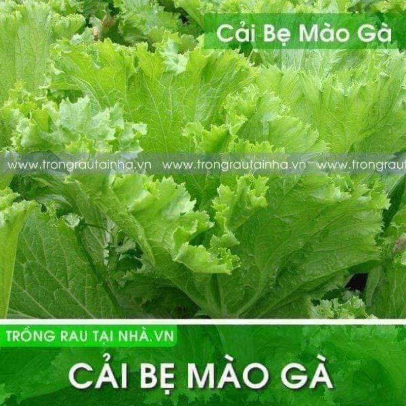 15gam hạt giống cải bẹ mào gà khổng lồ 💥💫 siêu chịu nhiệt💚💚 năng suất cao