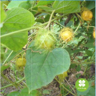 Cây lạc tiên khô 500gr loại thượng hạng ND078