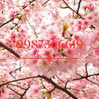 Hoa anh đào nhật bản. Giống đã được ươm thuần o việt nam