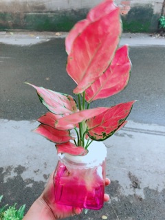 Chậu Vạn Lộc Thuỷ Sinh
