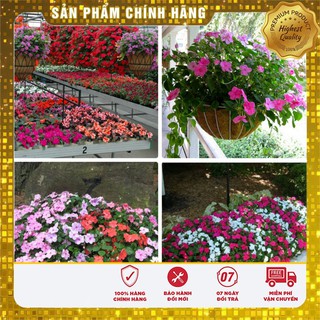 Hạt giống hoa Ngọc Thảo nhiều màu hoa giỏ treo gói 20 Hạt
