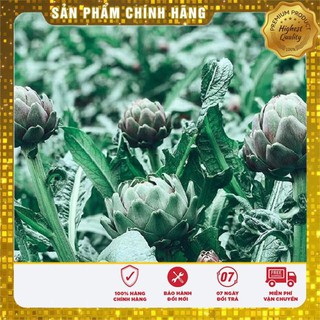 4 Hạt giống Atiso xanh (tặng gói Kích nẩy mầm và Hướng dẫn) VIETSEED