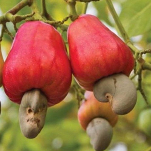 [Hộp 500g] Hạt Điều Tươi Bình Phước Loại Vỡ Đôi Chuyên Làm Sữa, Thực Dưỡng Ăn Kiêng, Giảm Cân | BigBuy360 - bigbuy360.vn