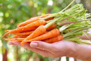 Hạt giống cà rốt tí hon