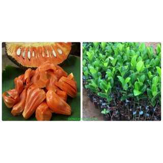 CÂY GIỐNG MÍT RUỘT ĐỎ SIÊU TRÁI