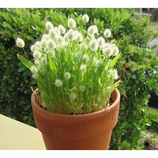 Hạt giống cỏ đuôi thỏ - 1 gói 100 hat - STHG2