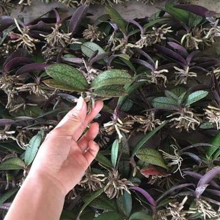 Lan hồ điệp rừng lá gấm