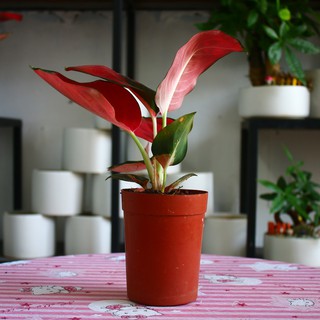 Cây Phú Quý Vạn Lộc
