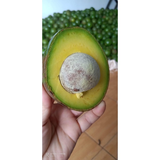 Bơ Booth Đắk Lắk- Bơ Vàng Béo Dẻo Siêu Ngon - Giao Tận Nơi