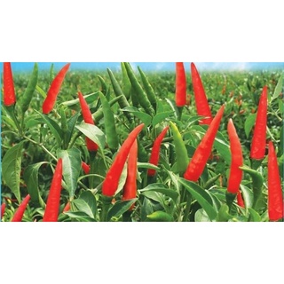 HẠT GIỐNG ỚT CHỈ THIÊN SIÊU CAY hiệu Phú Nông gói 0.1gr