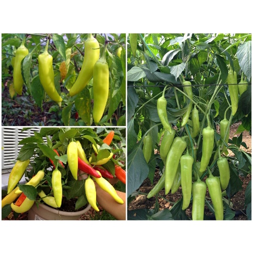 Hạt giống ớt sừng vàng Thuận Điền 1 GR