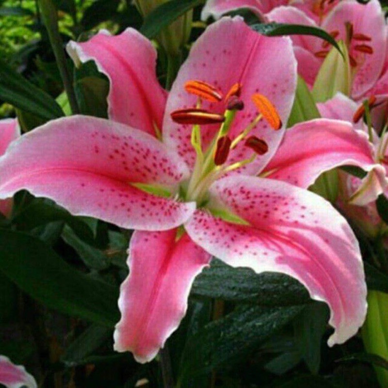 CỦ HOA LY CAO  THƠM  HÀ LAN