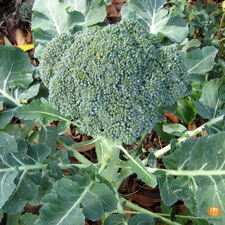 Hạt Giống Súp Lơ Xanh Bông Cải Xanh 30 hạt (TẶNG gói kích thích hỗ trợ hạt nảy mầm)