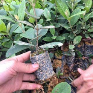 Cây giống sim rừng
