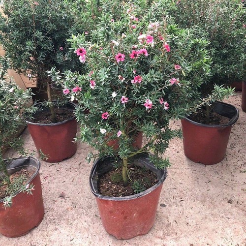 Cây hoa tùng tuyết mai đang nụ