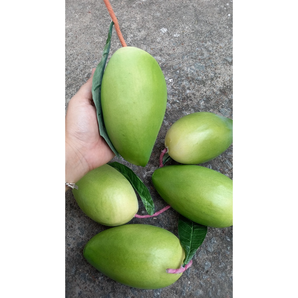 1 Trái xoài xanh giả - Trái cây giả - Hương Flower