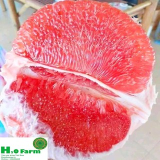 Cây bưởi ruby Thái - Giống Cây Mới Tiên TIến