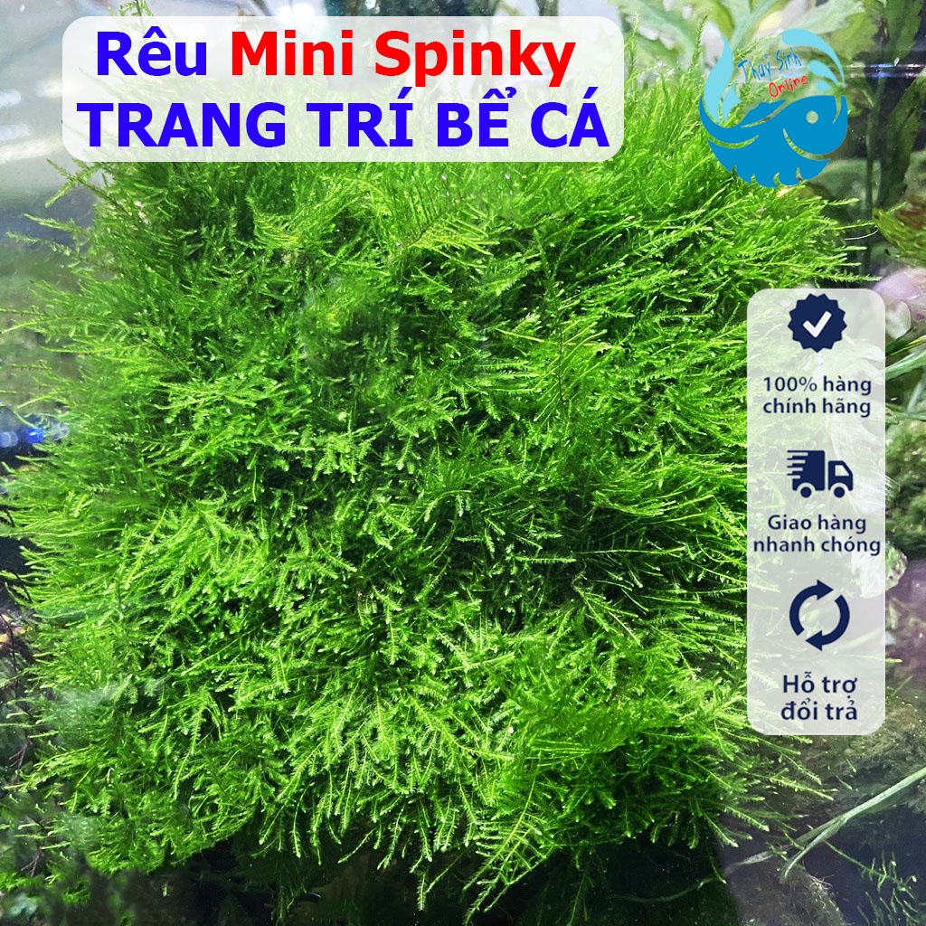 Cây thuỷ sinh Rêu Mini Taiwan, Mini Spiky cực đẹp trang trí bể cá, dán thành bể cá, dán lũa