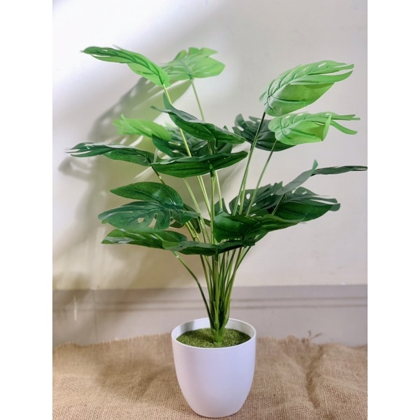 Cây Lá Rùa / Cây Trầu Bà Monstera Giả