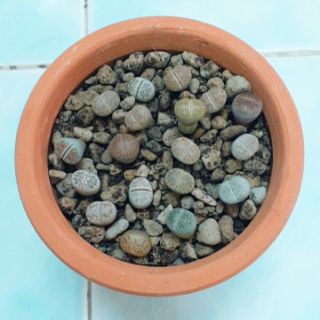 Thạch lan Lithops- Chậu gốm 15 cây size 0.8-1cm (Sale off)