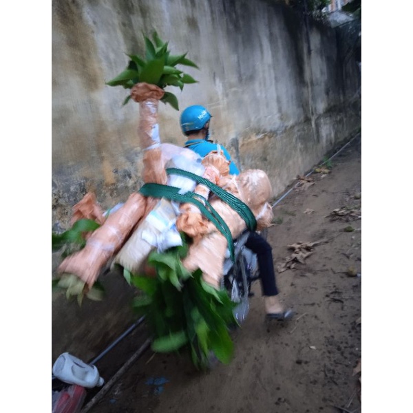 Mít tố nữ siêu trái