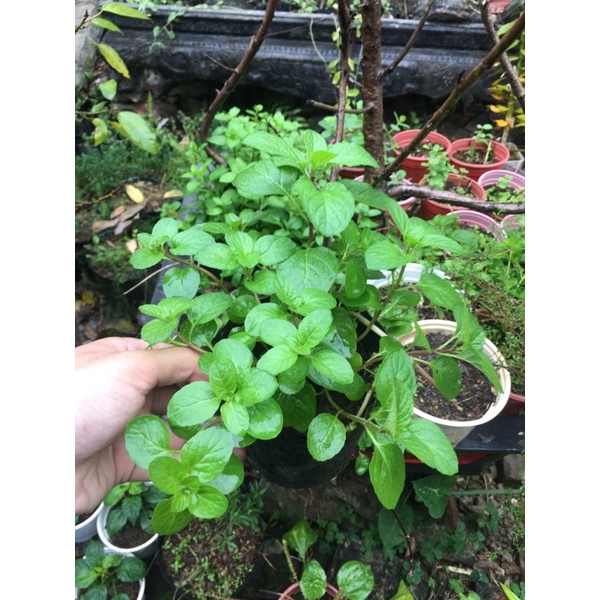 Euro mint (bạc hà âu)