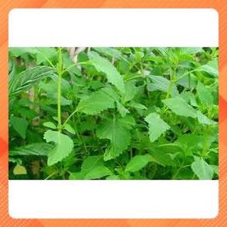 HẠT GIỐNG RAU KINH GIỚI TNP