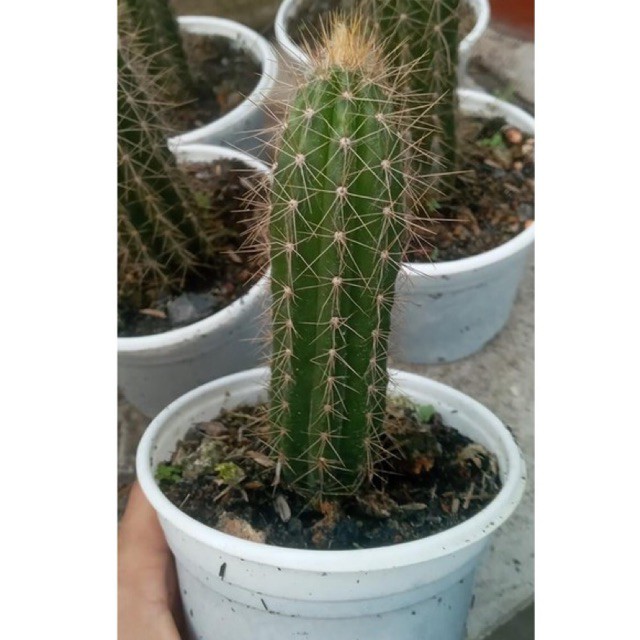 XƯƠNG RỒNG TRỤ NẾN VÀNG 12 - 16CM