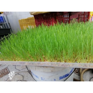 Hạt Giống Cỏ Các Loại Dễ Gieo - 1 Gói