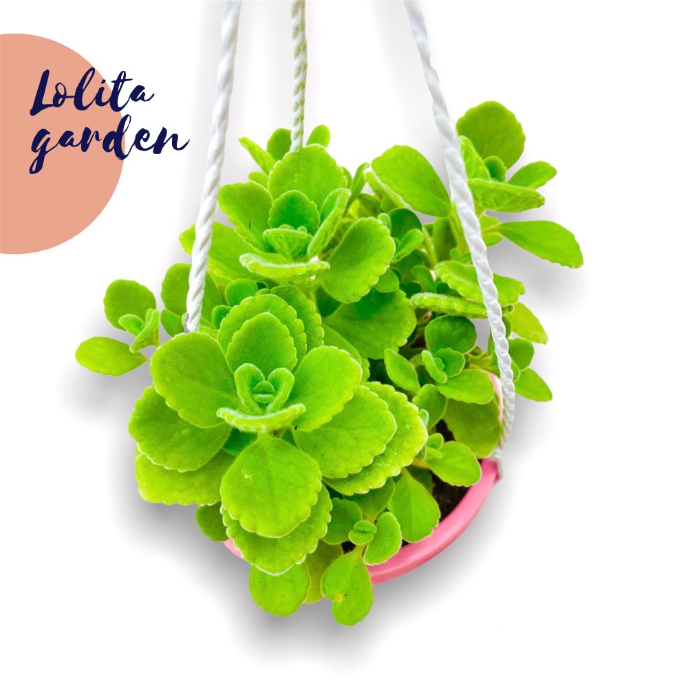 Combo 3 loại sen đá sedum trồng chậu treo Đà Lạt size 9cm cây cảnh trang trí nhà cửa Lolita garden