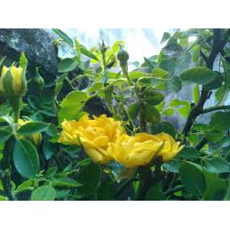 Combo 5 cây hoa hồng tỷ muội-5 màu