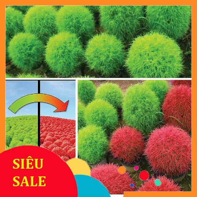 100 Hạt giống Cỏ Đổi màu (tặng gói Kích nẩy mầm và Hướng dẫn)
