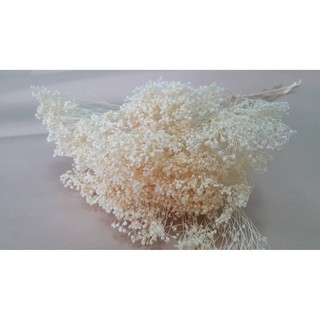 Hoa Khô Baby Bloom Malaysia (Bó 100gr)