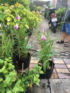 Chậu hoa Lan trúc