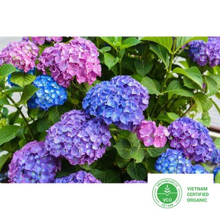 10 Hạt giống Cẩm tú cầu (tặng gói Kích nẩy mầm và Hướng dẫn) THUTHUY