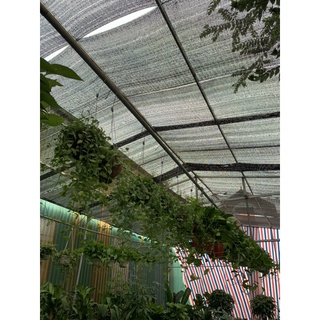 Cây hạt dưa treo