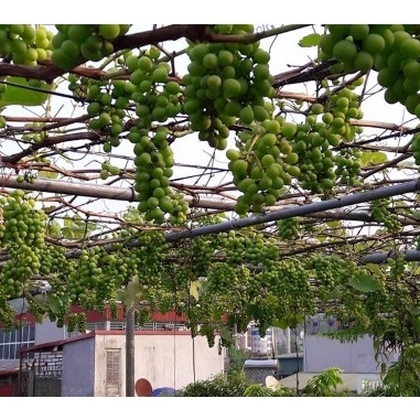 10 Hạt giống Nho pháp (tặng gói kích nẩy mầm và hướng dẫn)