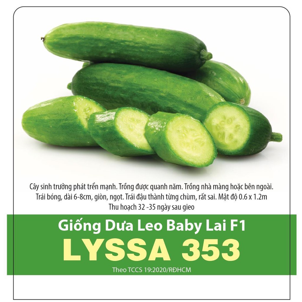 [Seed] Hạt giống dưa leo baby lai f1 Lyssa (dưa leo chùm), đóng gói 5 hạt