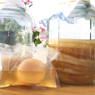 Con giống SCOBY và nước mồi ủ trà KOMBUCHA