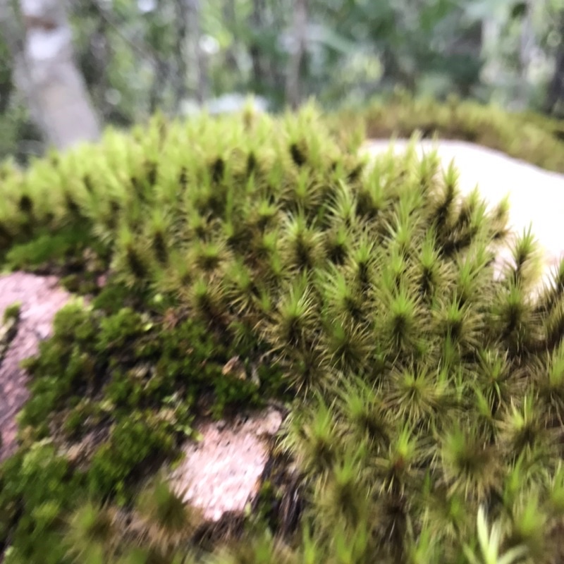 Rêu Common Haircap