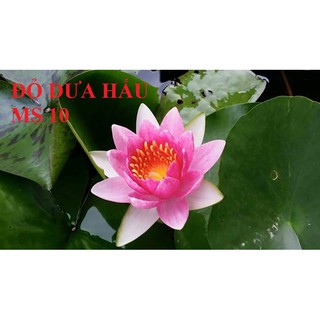 [RẺ VÔ ĐỊCH] Combo 4 củ Hoa Súng Thái Lan mix màu CB1