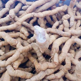 1KG Ba Kích Tím Quảng Ninh tươi Nguyên Củ