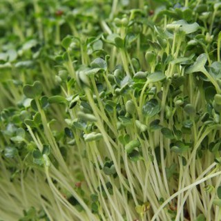 1kg hạt giống rau mầm củ cải trắng