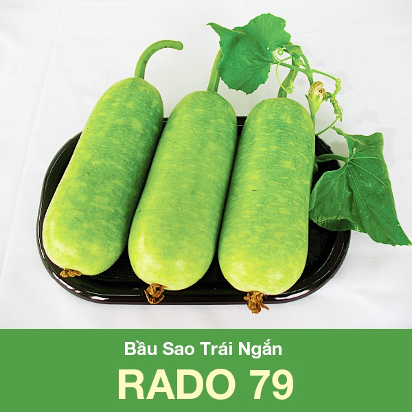 Hạt giống Bầu Sao Trái Ngắn Rado 79 Sai Quả 2gr