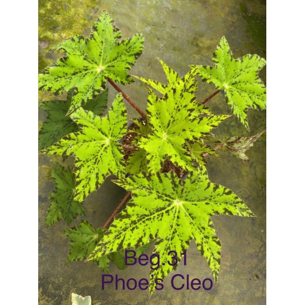 Begonia Phoe's Cleo - Thu hải đường có phom lá phong