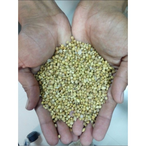 1kg Coriander whole - Hạt mùi Hạt ngò sạch Việt nam Sỉ Lẻ