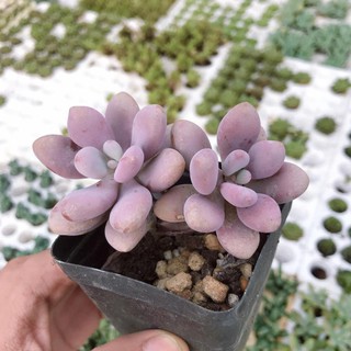 Sen Đá Sỏi Hồng